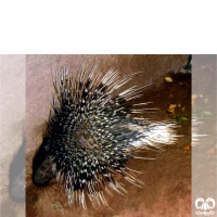 گونه تشی Indian Crested Porcupine